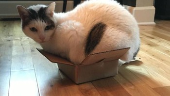 Ini karena kucing lebih tenang dan tidak seberbahaya ruang terbuka yang lebih luas. Memilih berada di dalam kotak yang sempit bisa dikatakan sebagai cara kucing mengontrol lingkungan tempat mereka berada. ujarnya dilansir dari BrightSide. Foto: Brightside