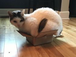 Potret Menggemaskan Kucing Lebih Suka Tempat Kecil, Ini Alasannya