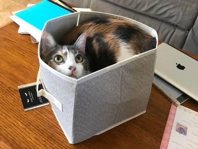 Potret Menggemaskan Kucing Lebih Suka Tempat Kecil, Ini Alasannya