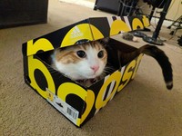 fotoinet kucing tempat kecil