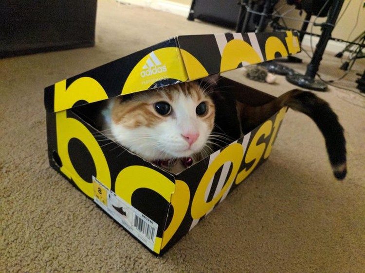 fotoinet kucing tempat kecil fotoinet kucing tempat kecil