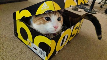 Sebuah penelitian menemukan bahwa kotak sebenarnya membantu kucing mengurangi tingkat stres mereka. Kucing penampungan yang diberi kotak beradaptasi lebih baik dengan lingkungan barunya daripada yang tidak. Dengan kotak, tingkat stres mereka berkurang hanya dalam 3 hari, dibandingkan dengan 3 minggu untuk mereka yang tidak menggunakan kotak. Foto: Brightside