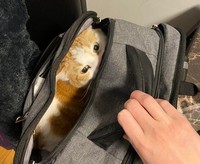 fotoinet kucing tempat kecil