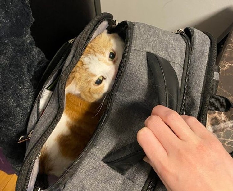 fotoinet kucing tempat kecil