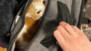 Ruang sempit memberikan tekanan tertentu di sekitar tubuh mereka yang dapat bermanfaat, klaim Dr. Karen van Haaften. Nicholas Dodman tampaknya setuju dengan pernyataan ini. Foto: Brightside