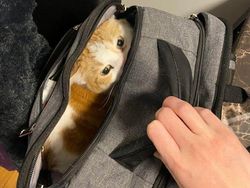 Potret Menggemaskan Kucing Lebih Suka Tempat Kecil, Ini Alasannya