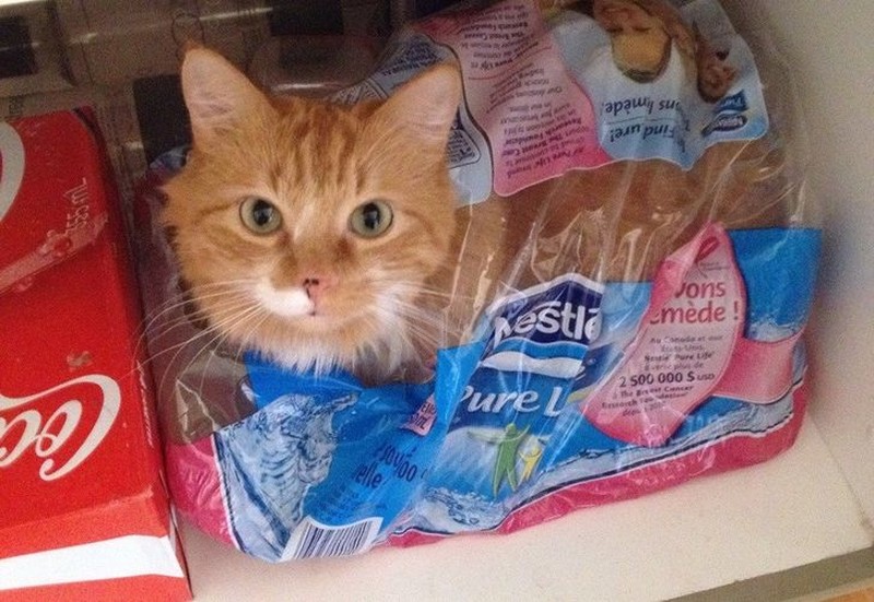 fotoinet kucing tempat kecil