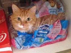 Potret Menggemaskan Kucing Lebih Suka Tempat Kecil, Ini Alasannya