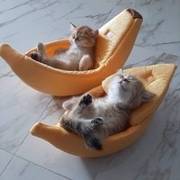 fotoinet kucing tempat kecil