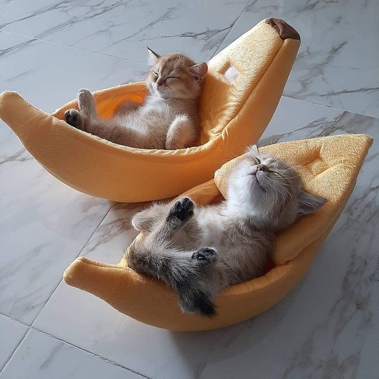 fotoinet kucing tempat kecil fotoinet kucing tempat kecil