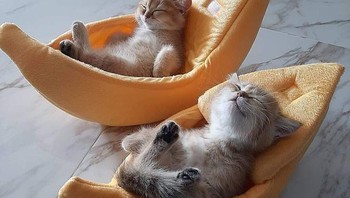 Suhu paling nayman untuk kucing domestik adalah sekitar 20 derajat lebih tinggi dari Manusia. Pada angka ini mereka tidak perlu lagi menghasilkan panas yang ekstra untuk tetap hangat. Foto: Brightside