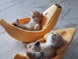 Potret Menggemaskan Kucing Lebih Suka Tempat Kecil, Ini Alasannya