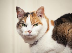 Bulu Kucing Penyebab Penyakit Asma, Mitos atau Fakta?