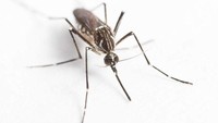 Walau berukuran kecil, nyamuk masuk ke dalam binatang paling mematikan di dunia. Setiap tahunnya hewan ini menyebabkan penyakit dan membunuh 700.000 orang. (ABC Australia)