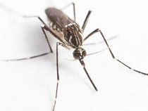 4 Warna Cat Dinding yang Dibenci Nyamuk