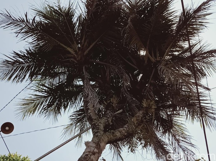 Pohon kelapa di Desa Keputran Kecamatan Kemalang bercabang sembilan, Klaten, Jumat (28/8/2020).