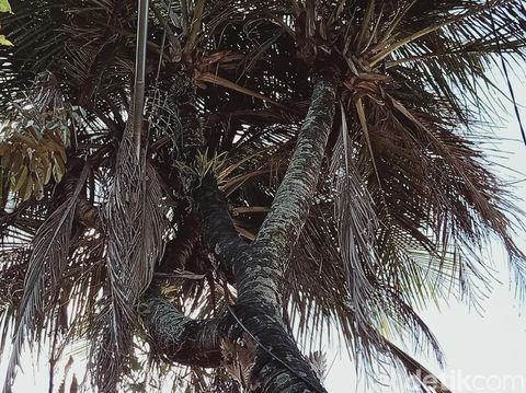 Pohon kelapa di Desa Keputran Kecamatan Kemalang bercabang sembilan, Klaten, Jumat (28/8/2020).