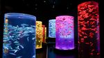 Museum Seni di Tokyo Pamerkan Puluhan Ribu Ikan Mas