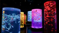 Dilansir dari Getty Images, museum seni itu memamerkan lebih dari 30 ribu ikan mas di dalam akuarium yang dihiasi dengan gambar proyeksi berwarna-warni.