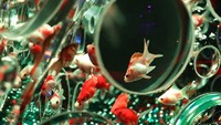 Hadirnya pameran puluhan ribu ikan mas tersebut disambut baik oleh masyarakat.
