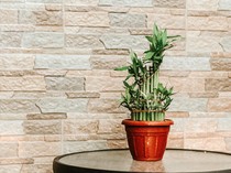 7 Manfaat Memiliki Tanaman Bambu Hoki di Rumah yang Jarang Disadari