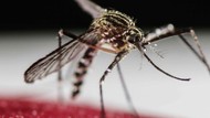 Nyamuk Modifikasi Terbukti Signifikan Kurangi Kasus Demam Berdarah
