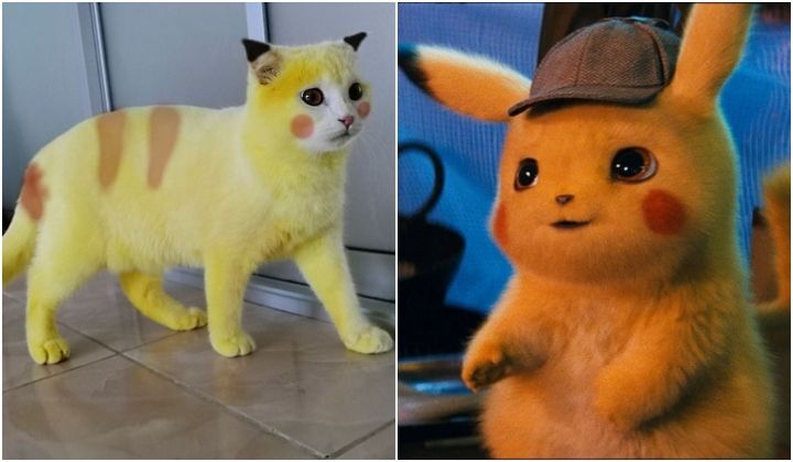 Diolesi Kunyit Kucing Ini Berubah Jadi 'Pikachu'