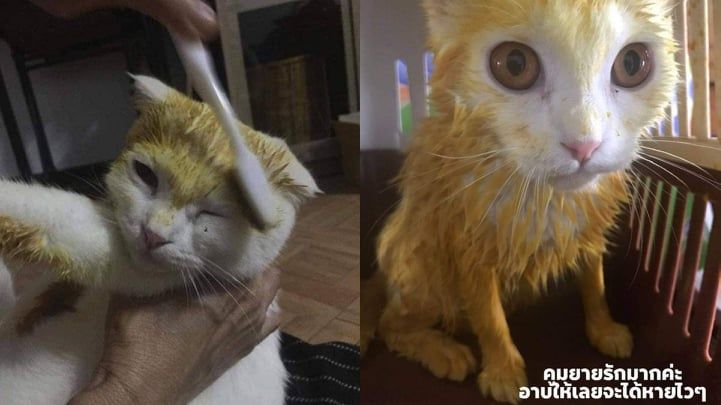 Kocak Diolesi Kunyit Kucing Ini Berubah Jadi Pikachu 