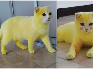 Kocak! Diolesi Kunyit Kucing Ini Berubah Jadi Pikachu