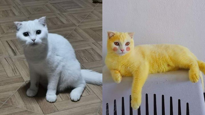 Kocak Diolesi Kunyit  Kucing  Ini Berubah Jadi Pikachu 