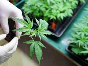 Wisata Ganja di Kota Ini Tak Surut meski Pandemi