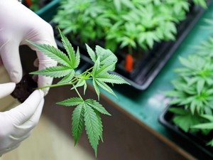 Sejarah Ganja Bisa Masuk Indonesia