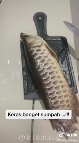Masak Ikan Arwana Balado