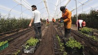 Para petani bunga di Ekuador memangkas kembali ladang mereka, memotong akar tanaman, dan membuang tumpukan bunga berwarna-warni. Hal tersebut buntut dari pandemi yang telah menghancurkan salah satu industri ekspor terbesar di Ekuador.