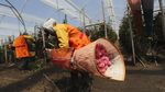 Industri Bunga Ekuador Berjuang Pulih di Tengah Pandemi