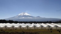 Rumah kaca produsen bunga Quito Inor Flowers terlihat dilatarbelakangi oleh gunung berapi Cotopaxi di Lasso, Ekuador.