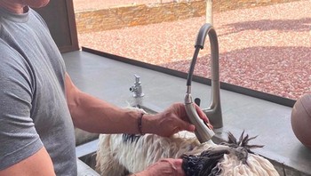 Di Instagram di mana akunnya diikuti sekitar 2,4 juta follower, Bezos kadang membagikan foto kehidupan seari-harinya. Ia memandikan anjingnya sendiri seperti warga kebanyakan. Malah, ia melakukannya di tempat cucian piring tampaknya. Foto: Instagram