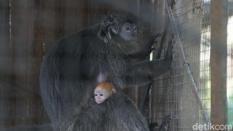 Lutung di Taman Jurug Solo Lutung di Taman Jurug Solo