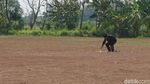 Pria Demak Ini Salat Sendirian di Lapangan Doakan Corona Hilang