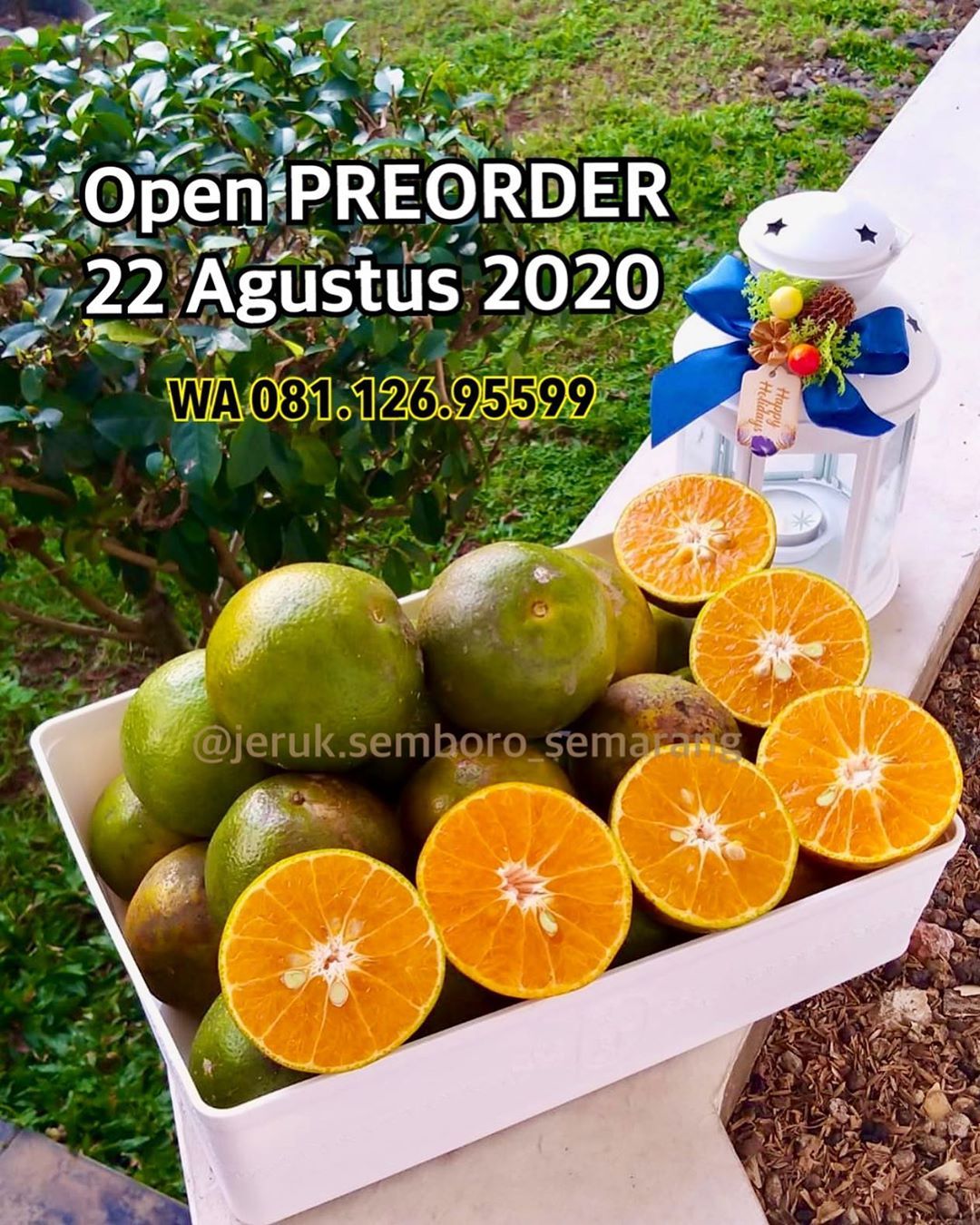 Tempat beli buah lokal via online