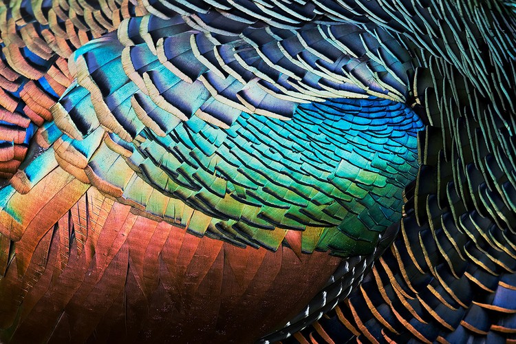 Bird Photographer of the Year 2020