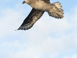 Terpukau Keindahan Jawara Bird Photographer of the Year 2020