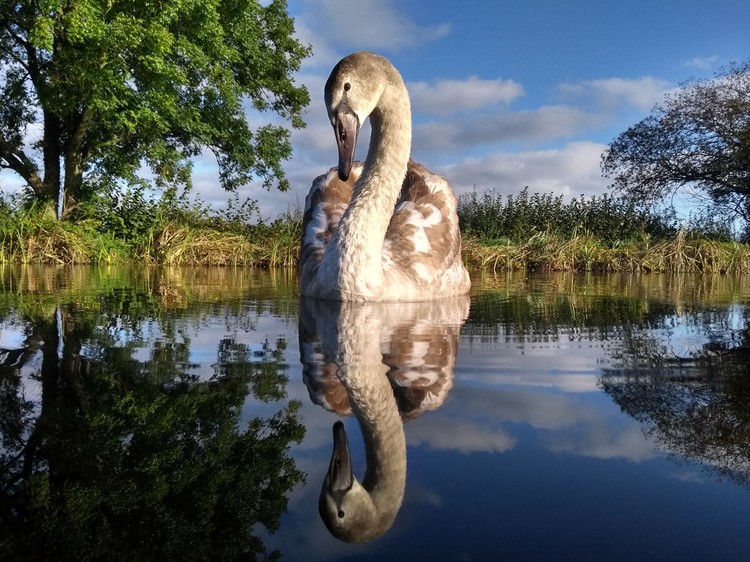 Bird Photographer of the Year 2020