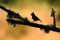 Bird Photographer of the Year 2020