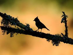 Terpukau Keindahan Jawara Bird Photographer of the Year 2020