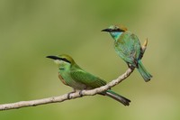 Bird Photographer of the Year 2020
