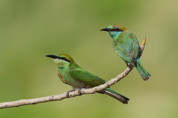 Bird Photographer of the Year 2020