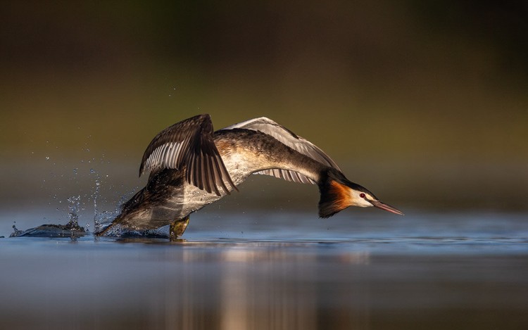Bird Photographer of the Year 2020