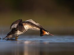 Terpukau Keindahan Jawara Bird Photographer of the Year 2020