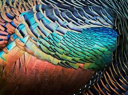 Terpukau Keindahan Jawara Bird Photographer of the Year 2020